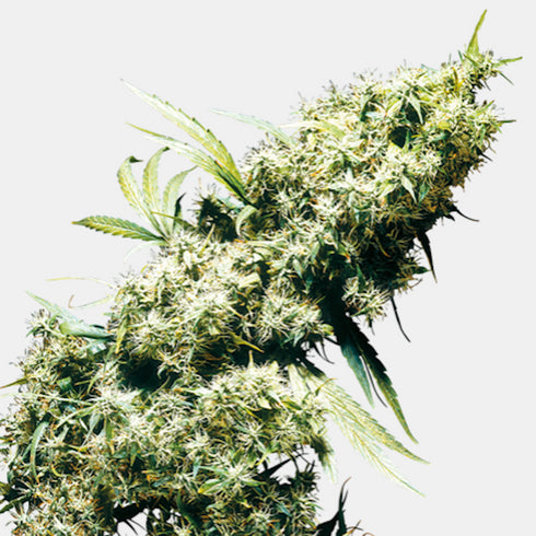 Sensi Seeds - Jamaican Pearl